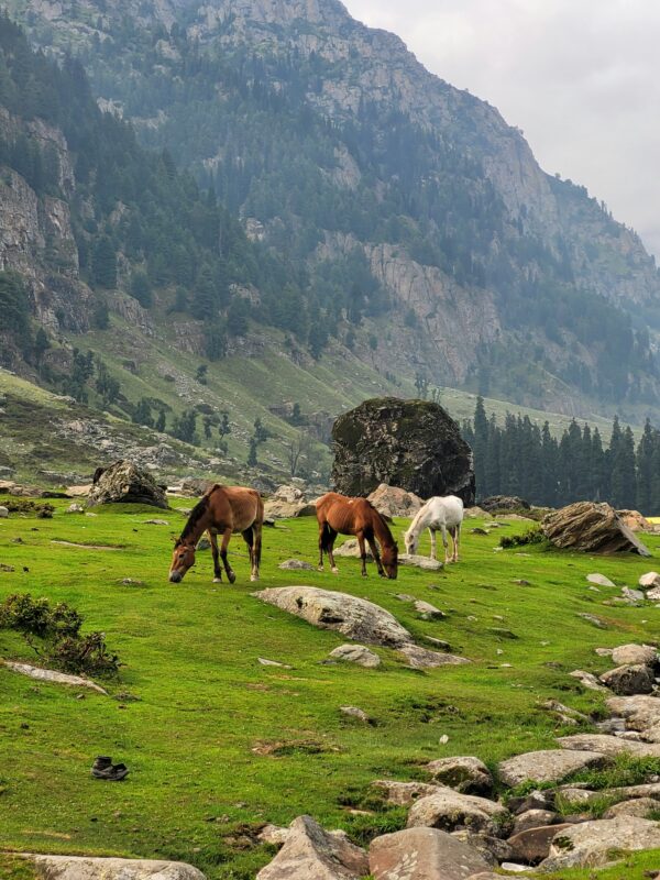 Sonamarg Kashmir India