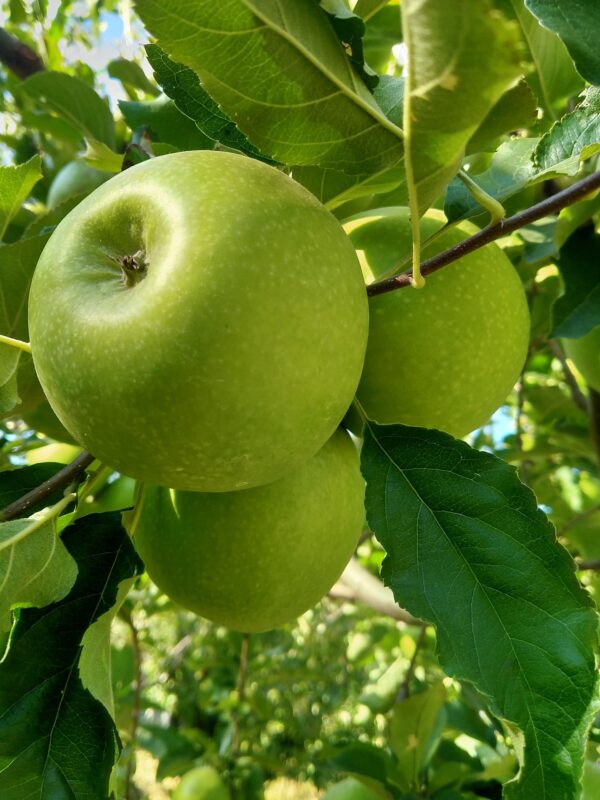 apple manali