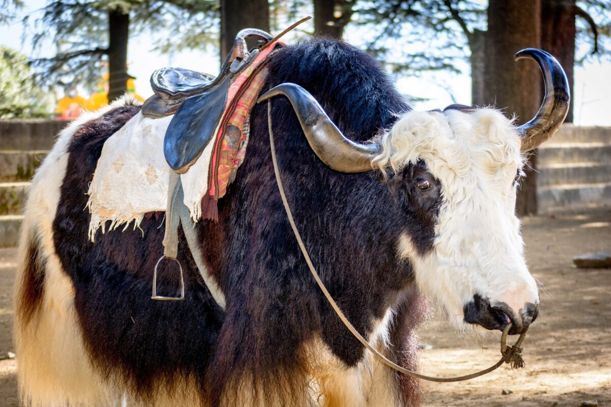 manali Yak