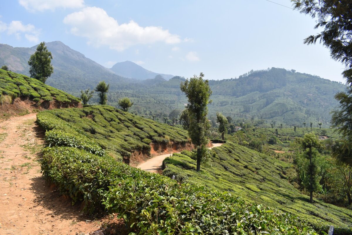 munnar kerala India
