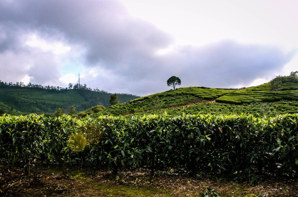 munnar hills kerala India