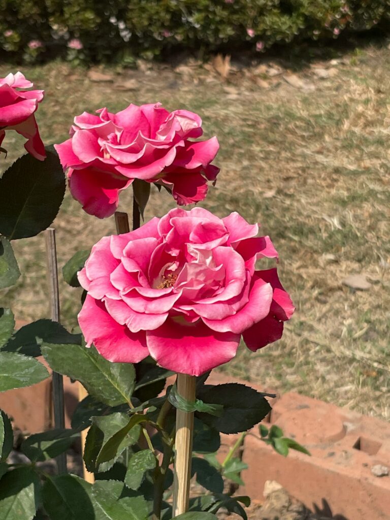 Rose Garden Chandigarh - Rose garden chandigarh