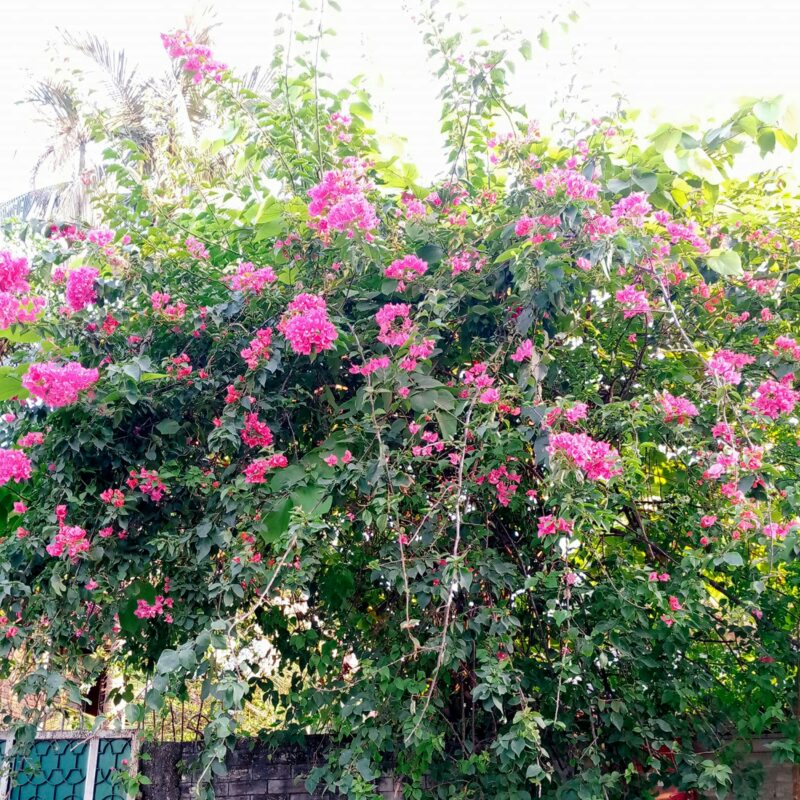 Rose Garden Chandigarh - Rose garden chandigarh