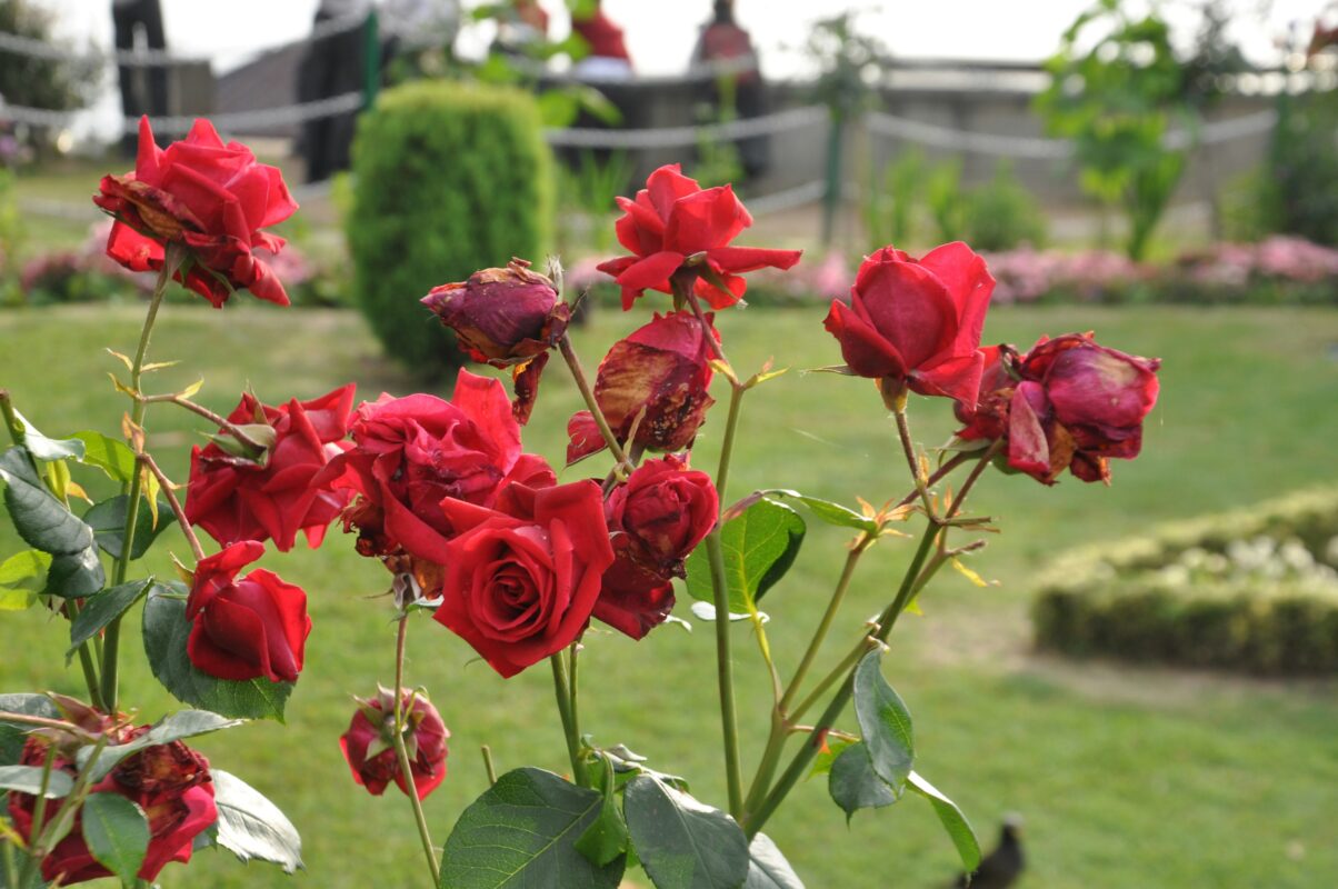 Rose Garden Chandigarh - Rose garden chandigarh