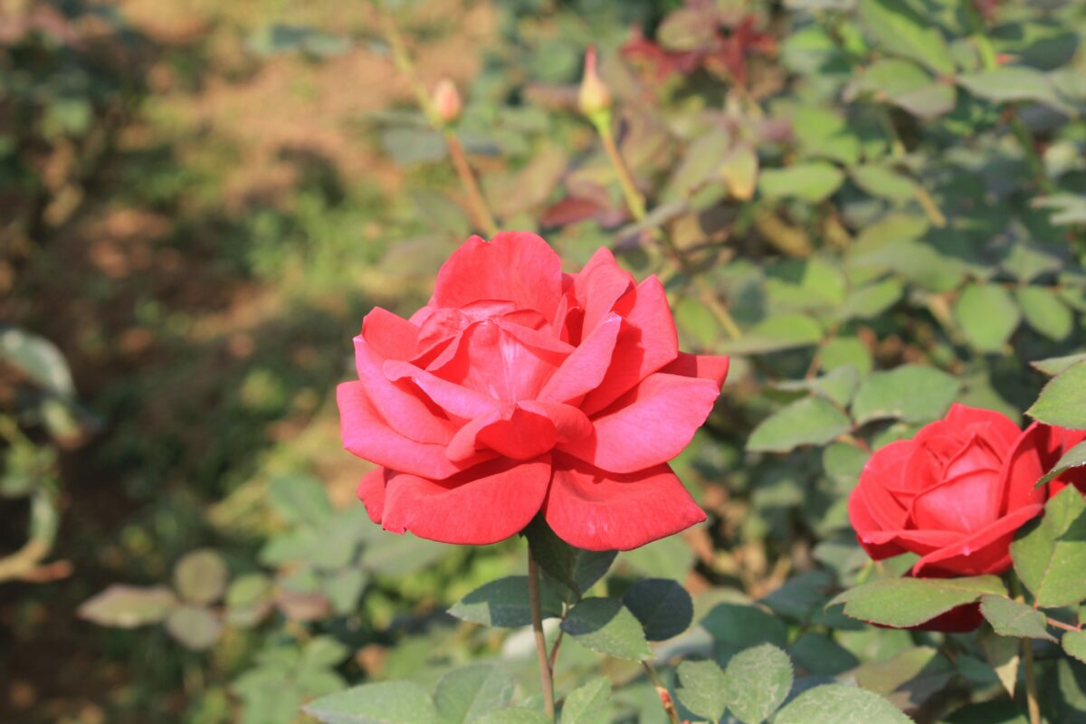 Rose Garden Chandigarh - Rose garden chandigarh