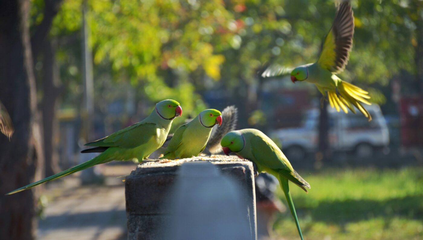 Sukhna Lake Chandigarh - Sukhna lake chandigarh